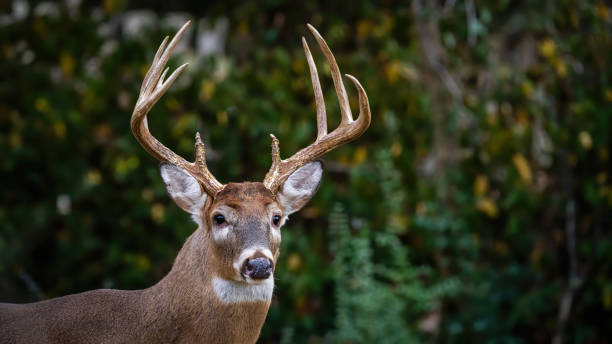 istock Deer Buck with fawn in the woods 1357453689