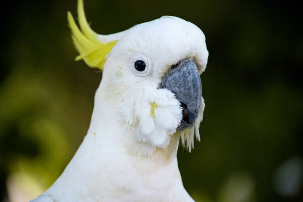 istock Cockatoo in the wild 1357453706