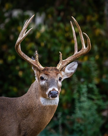 Deer Buck with fawn in the woods