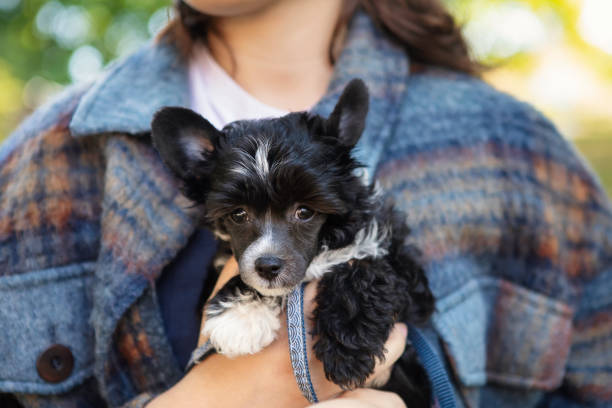 istock Girl carrying a young puppy 1357455857