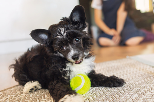 A playful and mischievous chinese crested puppy playing with a ball indoors.