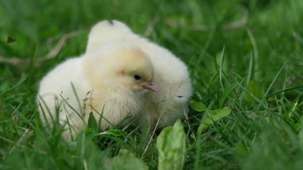 lindos pollos bebés esponjosos juntos en hierba verde al aire libre. - young bird sleeping fluffy baby chicken fotografías e imágenes de stock