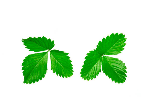 Strawberry leaf isolate. Strawberry leaves on white background. Strawberries branch. Leaves set.
