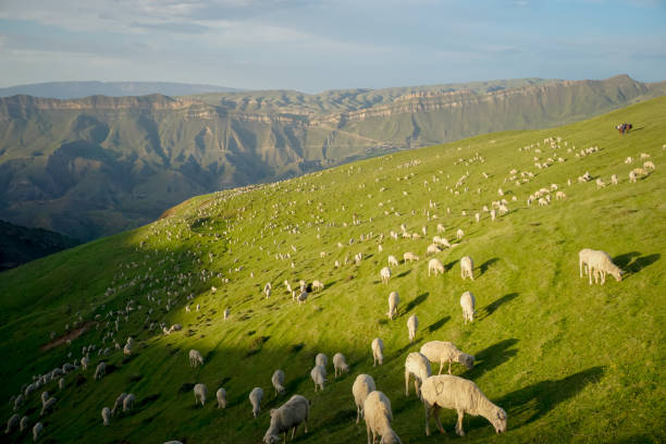 Group of White sheep in south island New Zealand with nature landscape background