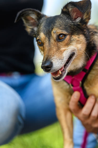 istock Little dog with mistress II 1357457562