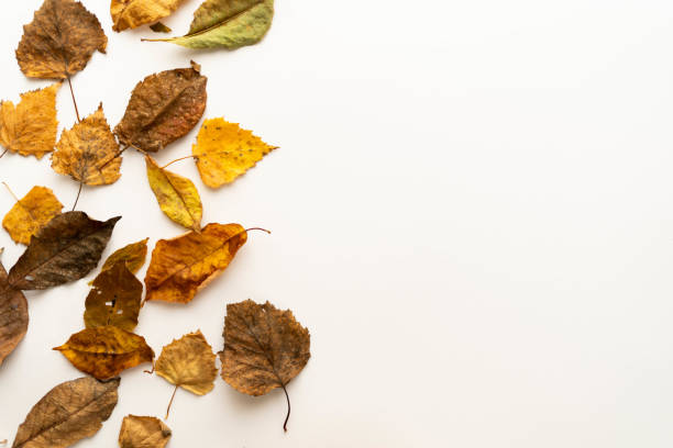istock Flat lay composition of autumn leaves on a white background. layout. place under the text 1357458098