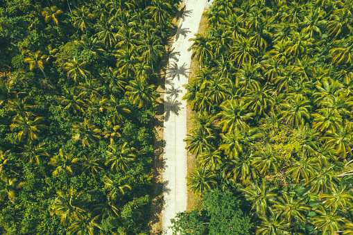 Top view aerial shot of a landscape with a curved road through a coconut palm plantation in Siargao, Philippines