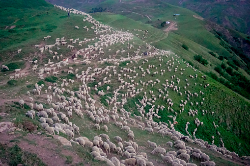Driving a huge flock of rams and sheep in Dagestan