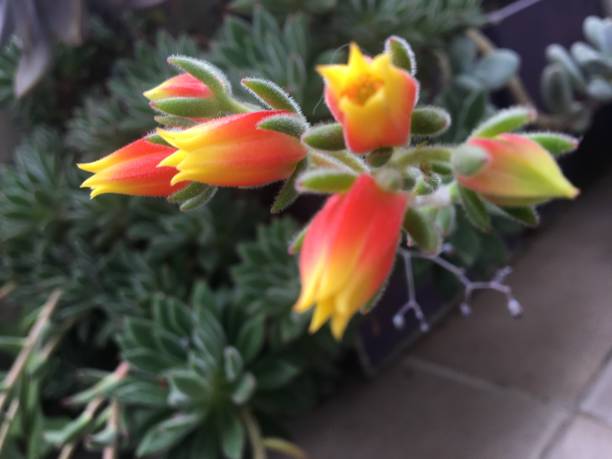istock Echeveria harmsii 1357458871