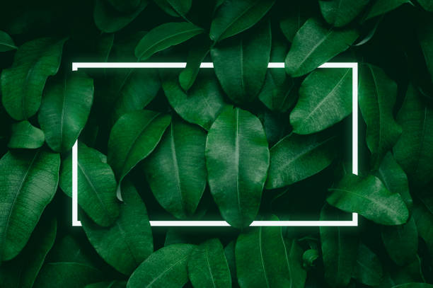 istock Illustration of a large dark green leaf with soft neon light, a rectangular green water led frame light For natural backgrounds 1357459534