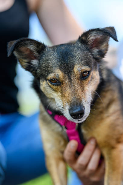 istock Little dog with mistress III 1357459594
