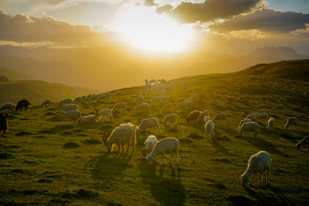 日没時の美しい緑の牧草地にラムと羊の群れ - ewe ストックフォトと画像