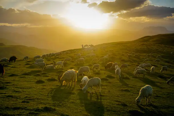 Flock of rams and sheep on a beautiful green meadow at sunset