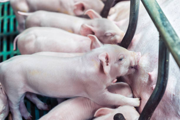 1,179 Mating Pigs Stock Photos, Pictures & Royalty-Free Images - iStock 1,179 Mating Pigs Stock Photos, Pictures & Royalty-Free Images - iStock