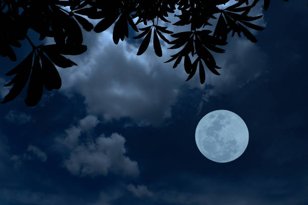 istock Full moon with tree and cloud in the dark night. 1357461378