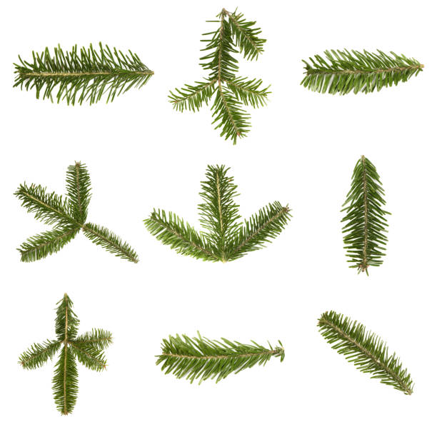 istock Nine spruce branch isolated on white background. High resolution photo. 1357463134