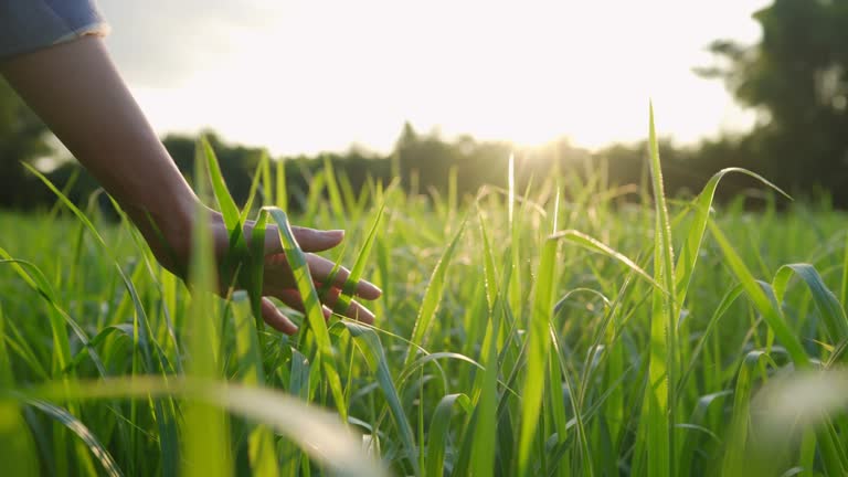 Light skin female hand touches a green high crops natural grass field, farmer using hand checkin on growth crops cultivating lawn, hand touch nature, beautiful morning sunlight, warm summer weather