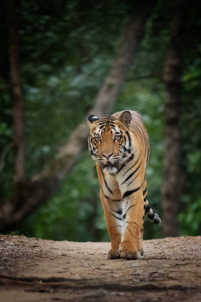 tigre sub-adulta di nome bahadur frontale nella foresta del parco nazionale di kanha - tiger india ranthambore national park undomesticated cat foto e immagini stock