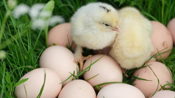 istock Funny yellow chicks are sitting on eggs. 1357466958