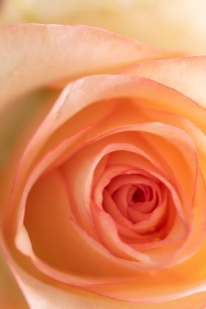istock Close-up of pink rose petals 1357466974