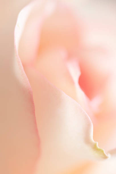 istock Close-up of pink rose petals 1357466976