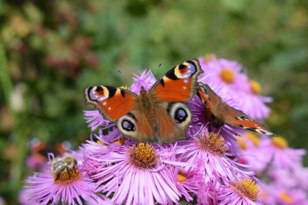 istock European peacock butterfly 1357467910