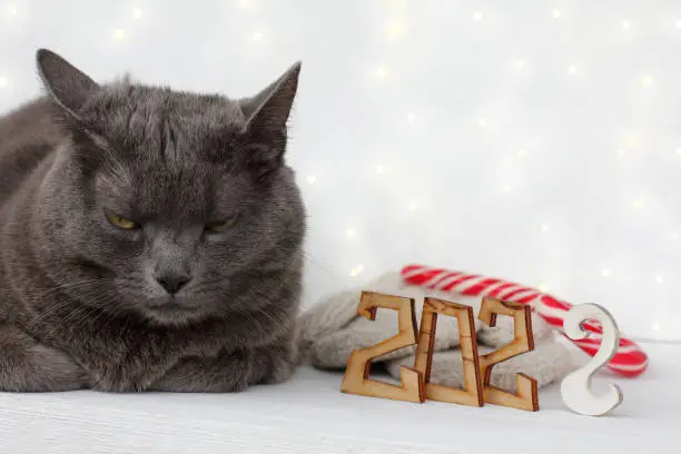 disgruntled gray cat near number 2022 amid mittens and striped candy with lights of garlands