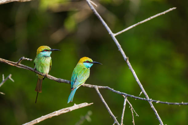 스리랑카 얄라의 한 지점에 자리잡은 두 마리의 녹색 꿀벌 먹는 사람 - bee eater colorful bird beautiful bird animal 뉴스 사진 이미지