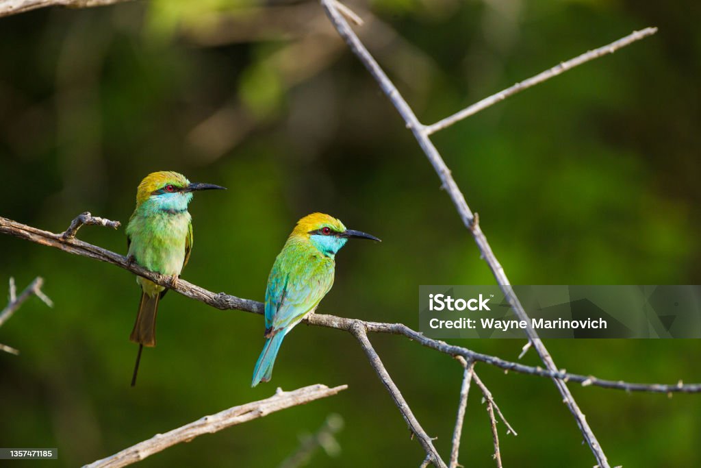 Two Green Bee-eater perched on a branch in Yala, Sri Lanka Yala National Park Stock Photo