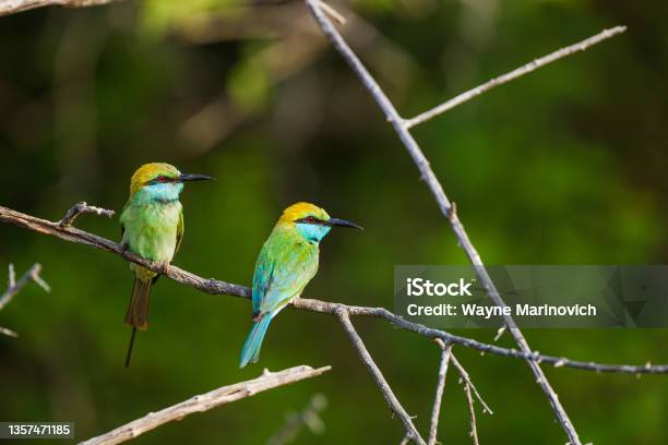 Two Green Beeeater Perched On A Branch In Yala Sri Lanka Stock Photo - Download Image Now