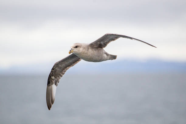 Fulmar gliding over the icy water of the Arctic seas Fulmar gliding over the icy water of the Arctic seas fulmar stock pictures, royalty-free photos & images