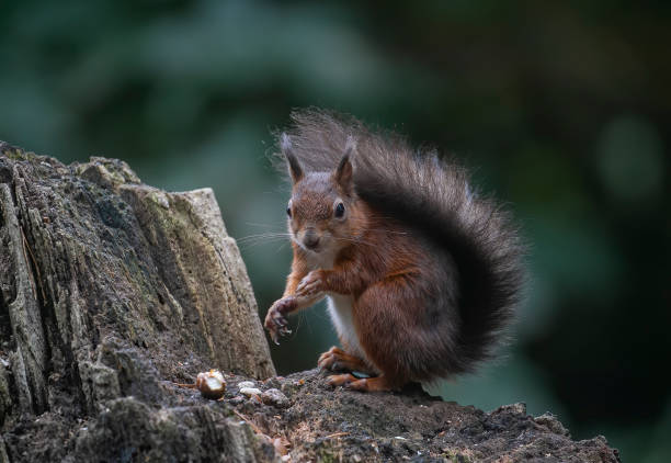 istock Red squirrel brownsea island 1357472914