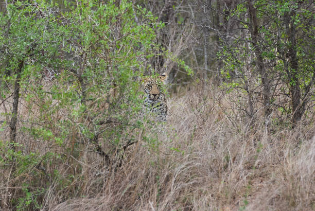 istock leopard, Panthera pardus, stalking through the dense african bush 1357474091