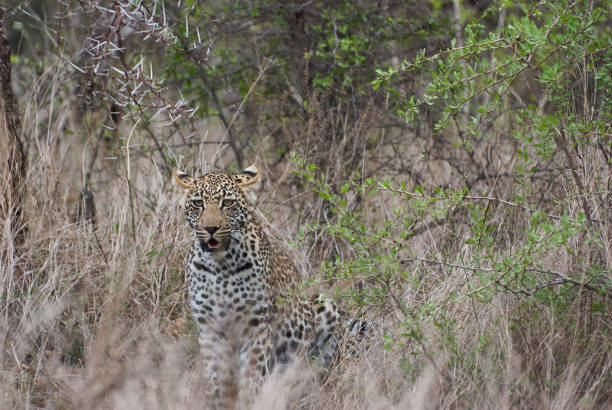 istock leopard, Panthera pardus, stalking through the dense african bush 1357474201