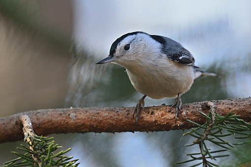 Curious white-breasted nuthatch, a frequent visitor to bird feeders known for his personality and acrobatics. Taken in Connecticut in December.