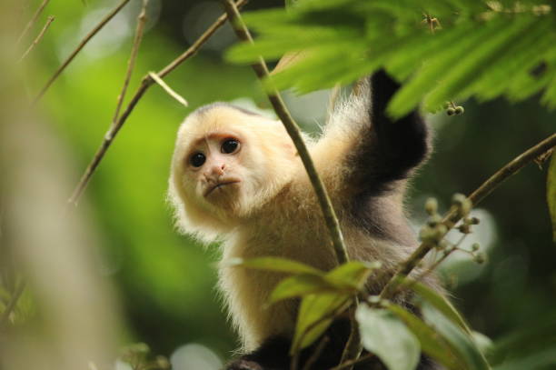 white-faced capuchin (cebus imitator) in tortuguero national park, costa rica - tropical rainforest rainforest costa rica tree area imagens e fotografias de stock