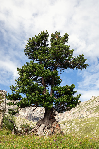 Beautiful pine tree in the Natural park Puez Odle. Italian Alps. (Vertical photo)