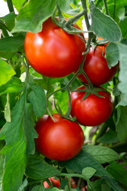 istock Fresh red tomatoes on a branch. Greenhouse, close-up. 1357474673