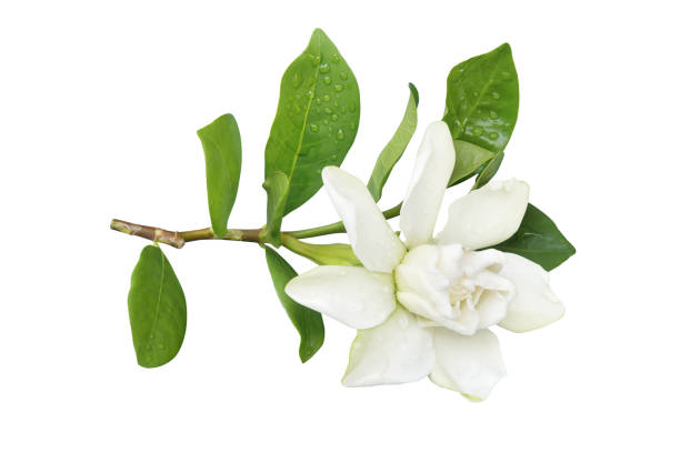 gardenia jasminoides, kap-jasmin-blüte mit grünen blättern isoliert auf weißem hintergrund mit beschneidungspfad - gardenie stock-fotos und bilder