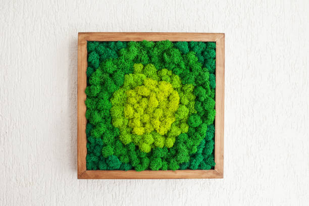 Stabilized multicolored Icelandic moss in the interior. Panel of green moss on the wall. Wall decoration with moss. Green moss texture in wooden frame, backdround