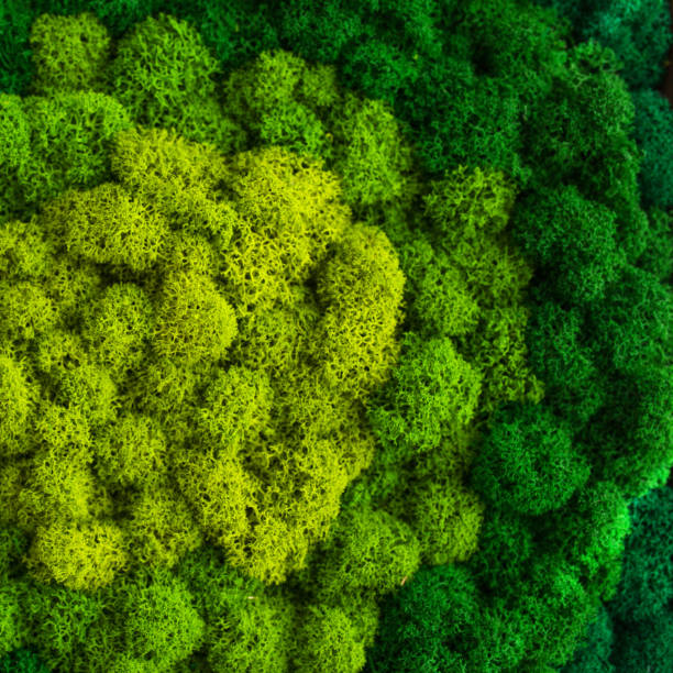 istock Stabilized multicolored Icelandic moss in the interior. Panel of green moss on the wall. Wall decoration with moss. Green moss texture, backdround 1357479115