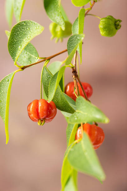 istock Pitanga, branch with beautiful green and ripe pitangas, abstract background, selective focus. 1357480778