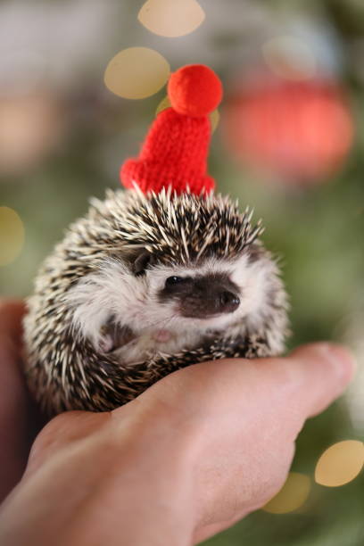 istock Christmas for pets. Hedgehog in a red knitted hat on a Christmas shiny tree background.Christmas and New Years season.African pygmy hedgehog 1357481015