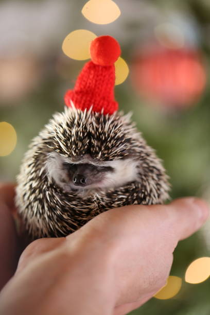 istock Christmas for pets. Hedgehog in a red hat on a Christmas shiny tree background.Christmas and New Years season.African pygmy hedgehog 1357481021