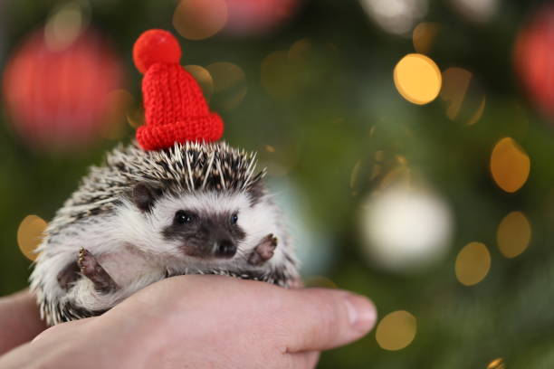 istock Christmas for pets. Hedgehog in a red knitted hat on a Christmas shiny tree background.Christmas and New Years season.African white-bellied pygmy hedgehog 1357481023
