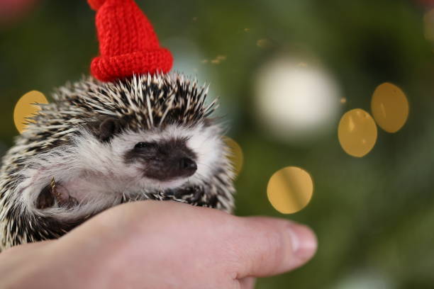 istock Christmas for pets. Hedgehog in a red knitted hat on a Christmas shiny tree background. 1357481024