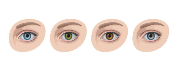 ilustraciones, imágenes clip art, dibujos animados e iconos de stock de hermosos ojos de mujer con iris de colores azul, verde, marrón y gris - color de ojos