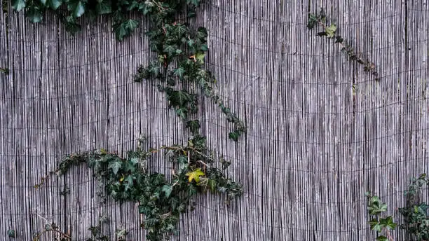 Bamboowall with green leaves