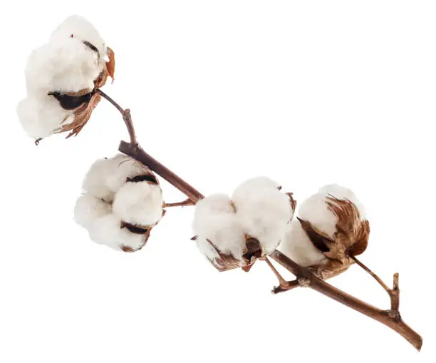 Cotton branch close-up on a white background. Isolated