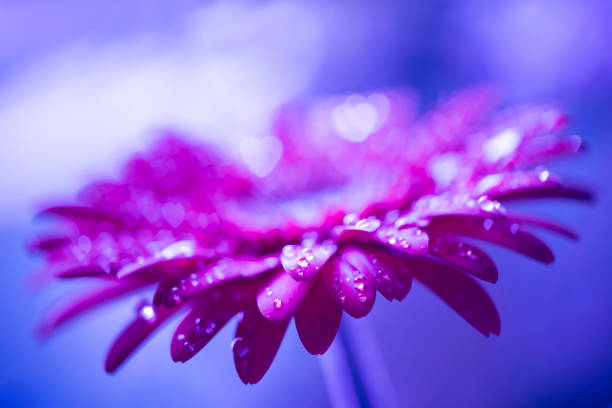 Close-up of a beautiful purple Gerbera flower with water drops. Beautiful heart shaped bokeh - it's a REAL bokeh photo, not an illustration or computer filter. Shallow depth of field, space for copy.